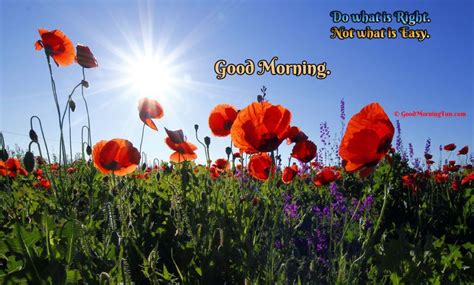 Good Morning Sunrise with Beautiful Flowers | Red poppies, Flower images, Landscape pictures