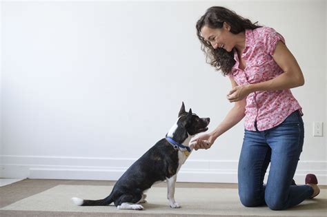 How to Start a Dog Training Program