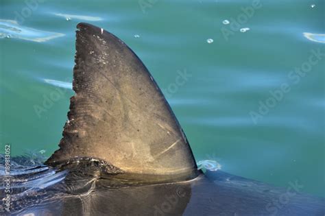 Shark fin above water. Close up. Dorsal Fin of great white shark ...