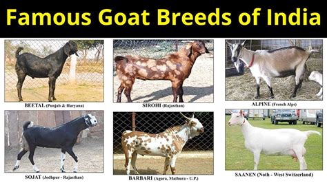 Famous Goat Breeds of India | Most Demanding Goat Breeds for Milk and Meat in India | Krishi ...