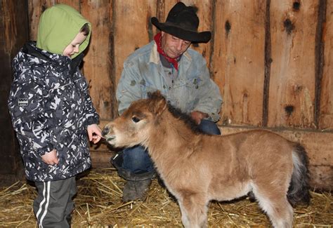 Stray Seven Acres: Visit to the Miniature Baby Horses