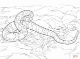 Timber Rattlesnake coloring page  Free Printable Coloring Pages sketch template