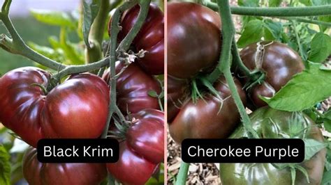 Black Krim Vs Cherokee Purple (Striking Similarities & Differences)