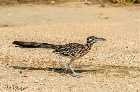 Road runner - Del Rio TX | Wildlife, Road runner, Rio