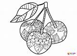 25 Cherry Coloring Pages  ColoringPagesOnlycom sketch template