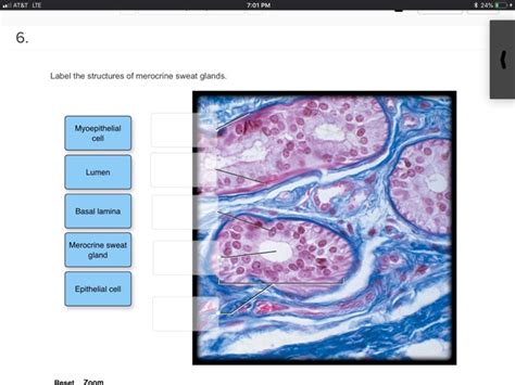 Merocrine glands