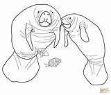 Manatees Coloring Pages  Home sketch template