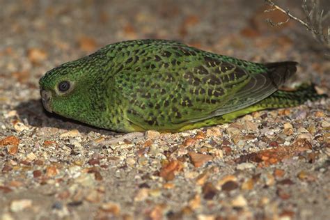 Penny Olsen on the enigmatic Night Parrot and the people who chase it - Remember The Wild