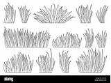 Yard Grass Coloring Pages sketch template