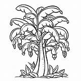 Banana Tree Coloring Page Credit Usd 20 Outline Sketch Drawing Vector  sketch template