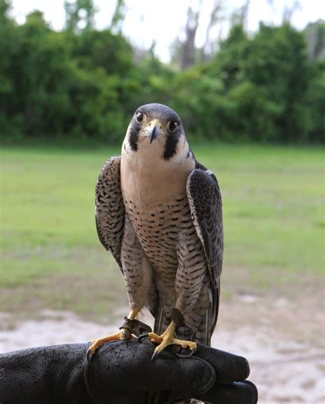 Falconry and Birds of Prey - The Giles Frontier