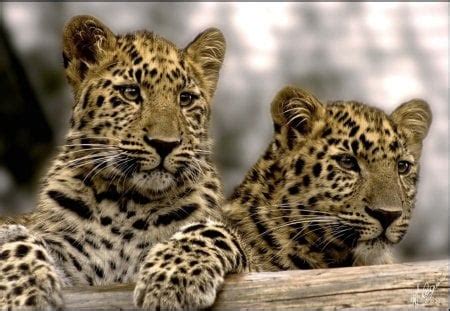 Leopard cubs - Cats & Animals Background Wallpapers on Desktop Nexus ...