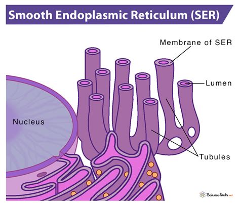 Smooth Endoplasmic Reticulum Animal Cell