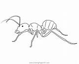 Fire Ants Coloring Page For Kids  Free Pheasants And Partridges sketch template
