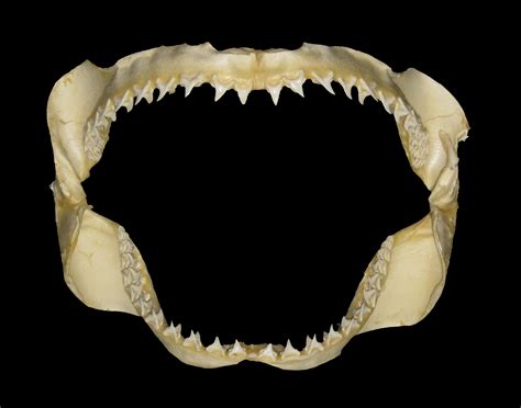 Phatfossils - Alopias superciliosus (Bigeye Thresher Shark) Jaws and Teeth