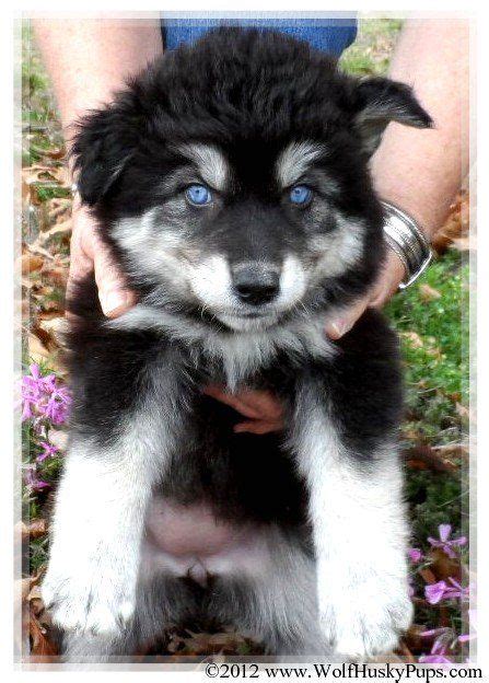 FOR SALE / ADOPTION: AMAZING & BEAUTIFUL WOLFDOG PUPPIES - RARE COLORS LARGE SIZES | Wolf dog ...