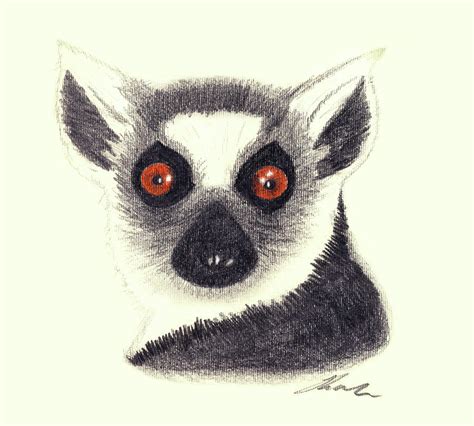 Ring Tailed Lemur Drawing by Julie L Hoddinott