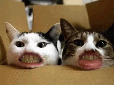 This Is So Weird GIF - Peopleteethcat Cats Teeth - Discover & Share GIFs