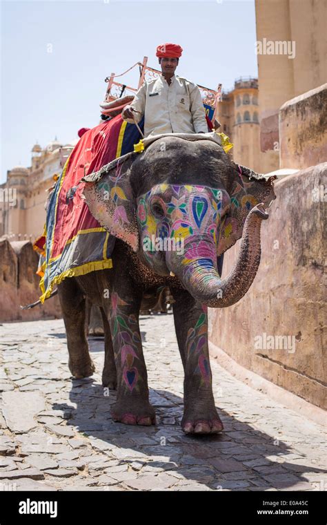 A man rides an elephant at the Amer Fort, Rajasthan, India Stock Photo - Alamy