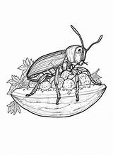 20  Cockroach Coloring Pages Free Printable PDF & Online Coloring sketch template