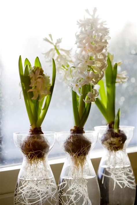 How to Force Bulbs - Guide to Forcing Bulbs Indoors | Apartment Therapy