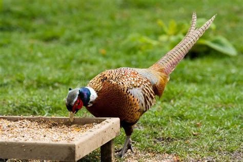 Pheasant feeding on seeds stock photo. Image of bird, feeding - 4821564