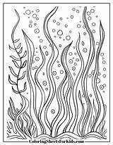 Seaweed Coloring Pages Drawing Algae Coral Reef Printable Kelp Clipart  sketch template