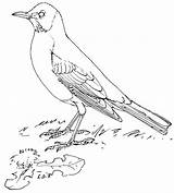 Crow Outline Drawing Sketch Coloring Page sketch template