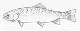 Rainbow Trout Drawing Sketch Coloring Page sketch template