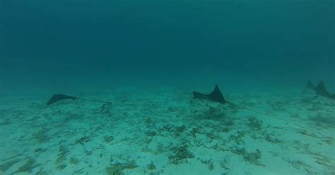 Stingray Swimming Underwater Free Stock Video Footage, Royalty-Free 4K ...