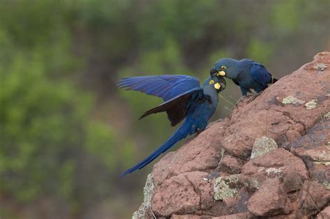 Lear’s macaws threatened by planned wind farm in Brazil, experts warn | Focusing on Wildlife