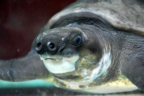 30 Pig-Nosed Turtle Facts (with pictures and videos) - Animal Hype