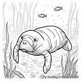 Manatee Coloring Pages  Free & Printable sketch template