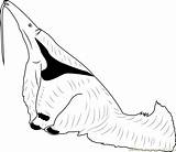 Anteater Pictures Az Coloring Pages Sketch Page sketch template