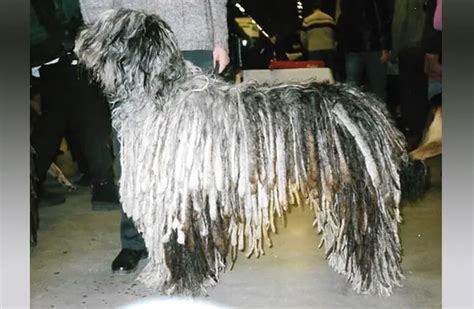 Bergamasco Sheepdog - Description, Energy, Health, Interesting Facts