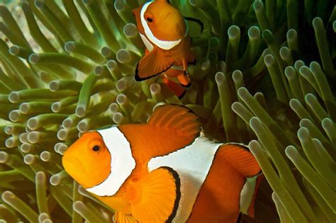 Clownfish In Anemone