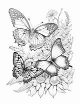 Coloring Book For Adults Beautiful Butterflies Relaxation And  sketch template