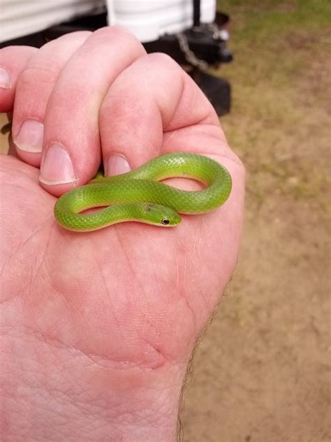 This Little Green Snake : r/aww