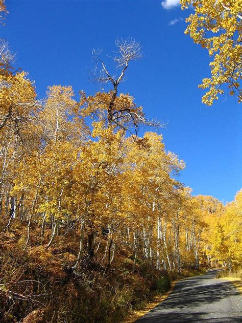 Pando, the Trembling Giant | Pando tree, Beautiful tree, Aspen trees