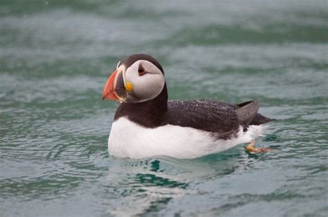 "Don't disturb puffins during breeding season" | Bailiwick Express