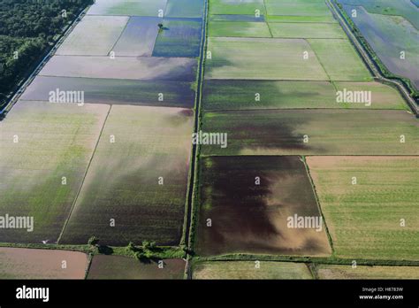 Rice (Oryza sp) fields, Guyana Stock Photo - Alamy