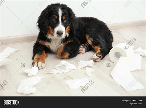 Cute Funny Dog Lying Image & Photo (Free Trial) | Bigstock