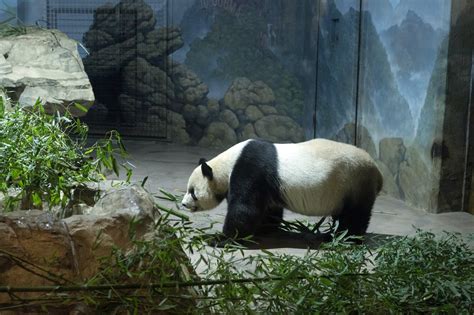 DC’s pandas are leaving soon. What will happen to their National Zoo exhibit? - WTOP News