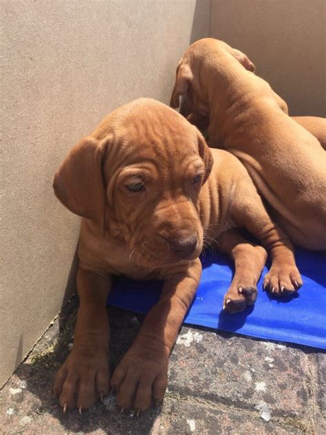 Stunning Hungarian Vizsla Puppies | in New Haw, Surrey | Gumtree