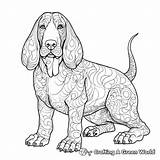 Basset Hound Coloring Pages  Free & Printable sketch template