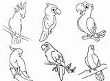 15 Beautiful Parrot Coloring Pages To Engage Your Kids sketch template