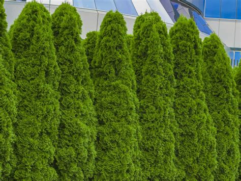 17 Fast Growing Privacy Bushes to Deal with Nosy Neighbors