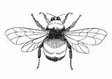 Bumblebee Coloring Page sketch template