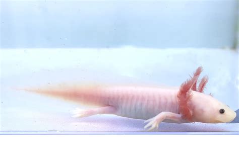 Leucistic Axolotl | Axolotls For Sale | Fantaxies