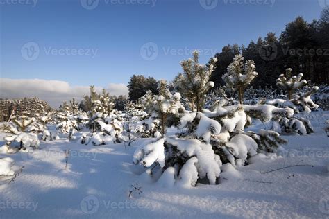 pine trees in winter 9411576 Stock Photo at Vecteezy